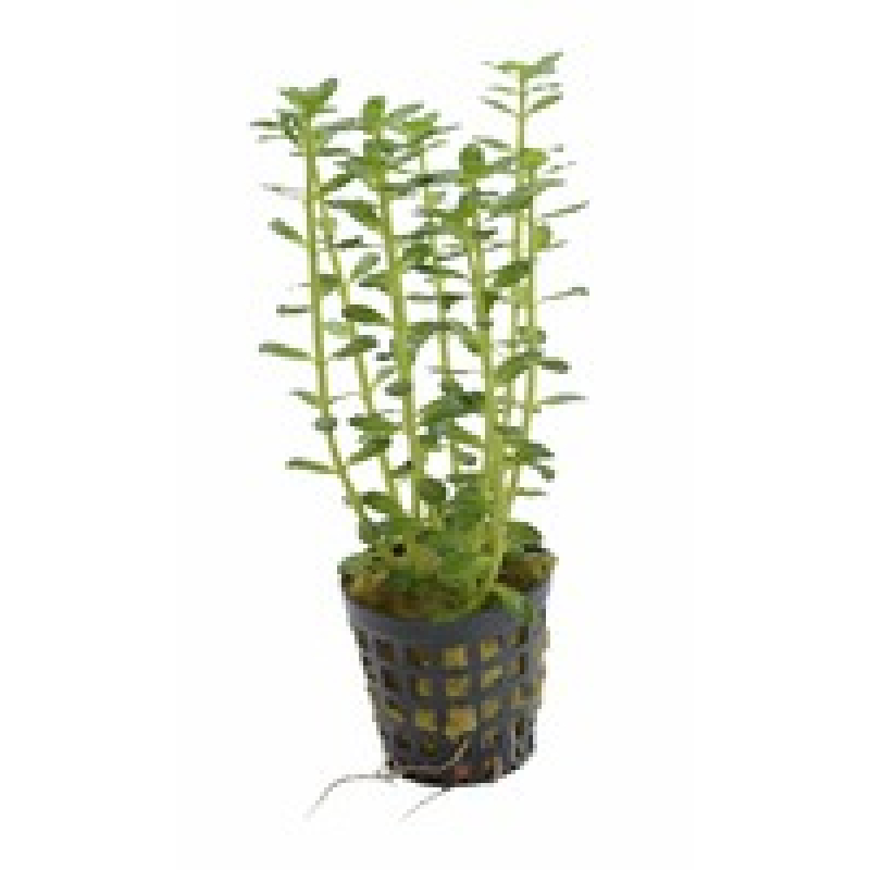 6x Rotala Indica
